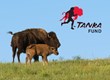 Tanka Fund Supports Return of Buffalo to Indian Country on National...