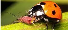 Biological Control @ EurekaMag.com