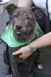 Lucky Dog Animal Rescue Celebrates 6,000 Animals Saved Since 2009