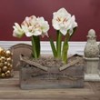 Perfect Holiday Gifts for Green Thumb Millennials