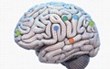 Educational Neuroscience Gives Teachers a Glimpse at How the Brain...