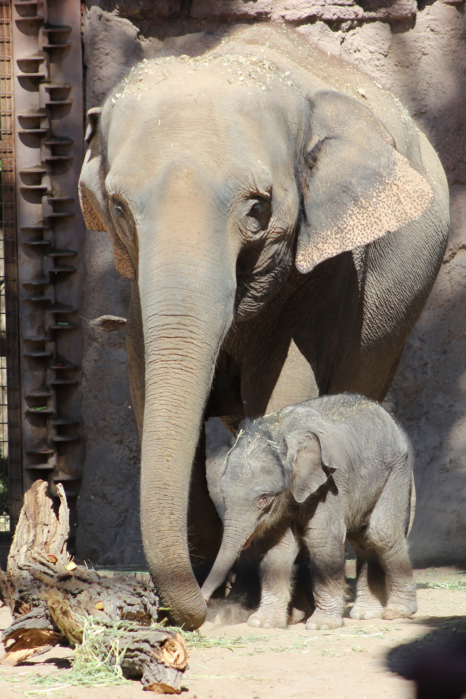 elephant calf healthy learning