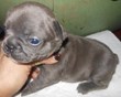 ClassAct Kennel Welcomes New Litters of French and Blue French...
