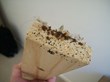 Increase of Bed Bugs Prompts Approval of New Bidderford Ordinance, My...
