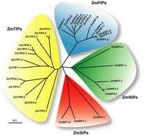 Phylogenetics @ EurekaMag.com