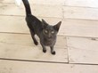 Howard the cat to be rescued from his plight in Afghanistan with help...