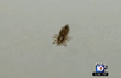 Reported Cases of "Super Lice" on the Rise at Schools