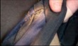 Return of Bed Bugs Prompt Campus-Wide Treatment in Brashear High, My...