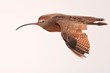 Katy Prairie Conservancy Recognized as Global Important Bird Area