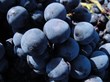Select Italy Launches Esteemed Wine Roads Project