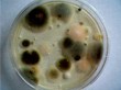 Research Links Mold With Parkinson's Disease, My Cleaning Products...