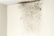 Mold Shuts Down Buffalo's Tri-City Schools, My Cleaning Products...