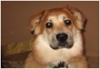 Animal Hospital at Anthem Gives Local Dog a New Leash on Life with...