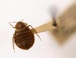 Bed Bugs Scaring NY Department of Financial Services Employees, My...
