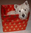 Dallas’ Park Cities Pet Sitter Provides Pet Owners a Checklist of How...