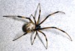 NewsWatch Recently Featured the “Phobia Free” Mobile Application by...