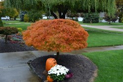 'Waterfall' Japanese maple, fall color.