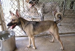 St. Tammany Humane Society shelter