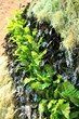 Introducing LiveWall Indoor, the Drip-Free Version of LiveWall®,...