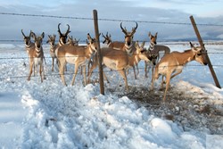 Pronghorn negotiate a barbed wire fence. Joe Riis photo.