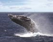 See Whales Guaranteed Aboard the Star of Honolulu, Starting December...