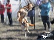 Durham Law Firm Helps Unchain Dogs in an Effort to Motivate Charitable...