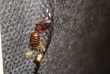 Bed Bugs Bring in $30K Problem to Norfolk Fire Department, My Cleaning...