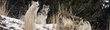 Jackson Hole’s Wyoming Inn Offers Wild Wolves of Wyoming Adventure in...
