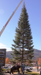 Oakhurst Christmas Tree