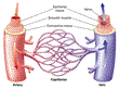 NHVS – Novant Vein Health Specialists Publishes New Article About What...