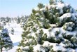 Pick the Perfect Christmas Tree This Year