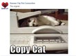 Social Content Curators Animal Based Facebook Posting Service Launched