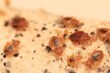 Entomologists Predict Rise of Bed Bugs in 2014, My Cleaning Products...