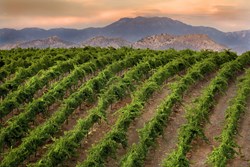 Temecula Valley Vineyard