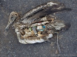 This image depicts the actual stomach contents a baby albatross in one of the world's most remote marine sanctuaries, more than 2000 miles from the nearest continent.