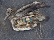 Mass Bird Deaths to be Chronicled in Upcoming Film, Midway