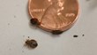 Study Discovers Bed Bugs Could Tolerate Low Temperature; My Cleaning...