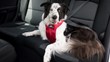 Dog Harness Testing by Australia’s NRMA Insurance Distinguishes...