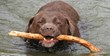 Stem Cell Therapy by Vet-Stem, a Surprising Alternative to Hip Surgery...