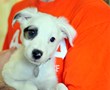 ASPCA: It’s Okay to Give Pets as Gifts. Really.