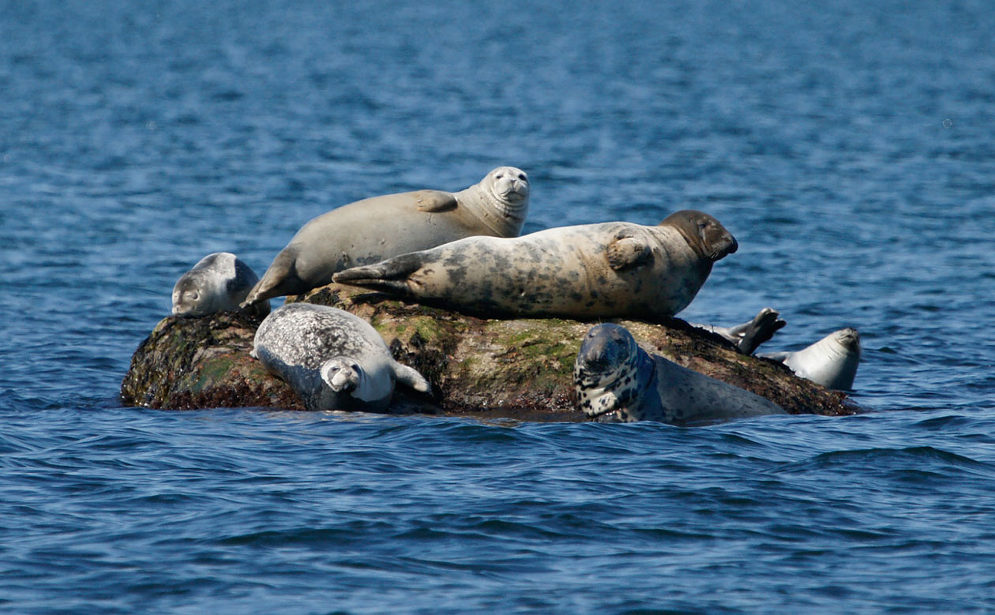 Maritime Aquarium Plans New Season of SealWatching Cruises