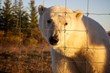 International Wildlife Adventures Announces Polar Bear Picture Contest
