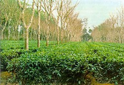 Agroforestry