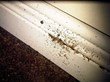 Bed Bugs Found in Indiana Apartment Complex, My Cleaning Products...
