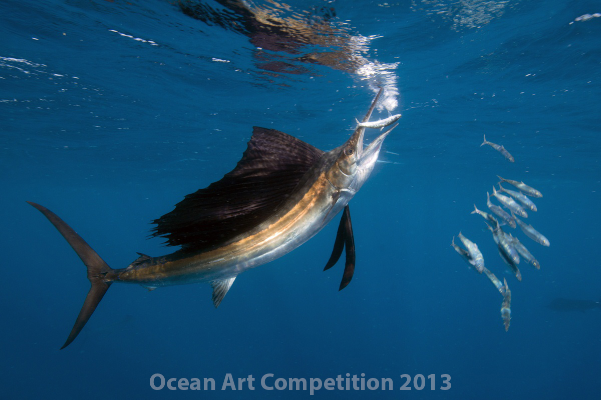 Ocean Art Underwater Photo Contest Winners Announced