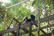 Wildlife Alliance Conducts Successful Release of Endangered Gibbons at...