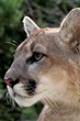 Oakland Zoo’s Quarters for Conservation Program Raises More Than...
