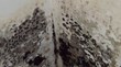 Mold Sickens Family in Hamilton, My Cleaning Products Shares Mold...
