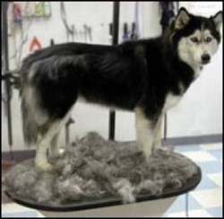 Pet Grooming Tool