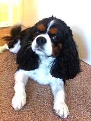 Bella, a Cavalier King Charles Spaniel, has been protected by Pets Best since 2008.